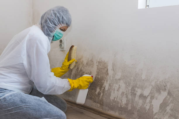 Best Certified Mold Removal  in Eagle, CO