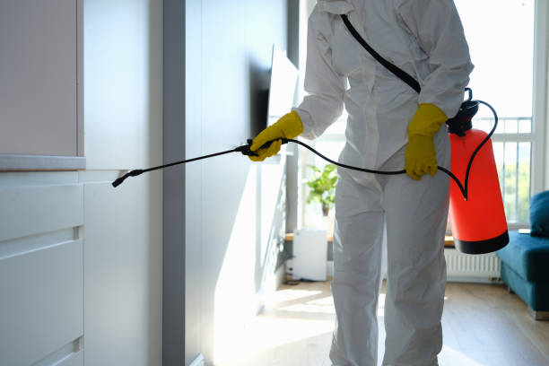 Professional Mold Removal in Eagle, CO