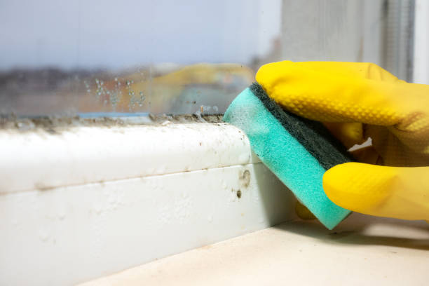 Mold Removal and Inspection in Eagle, CO