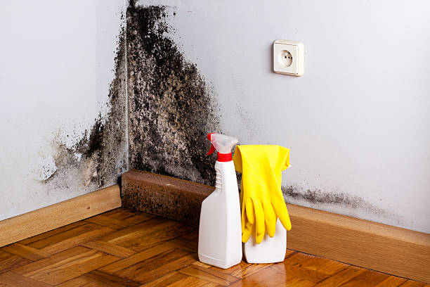 Best Local Mold Removal Service  in Eagle, CO